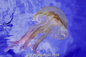 Jellyfish from below
(Pelagia noctiluca) by Ferdinando Meli 